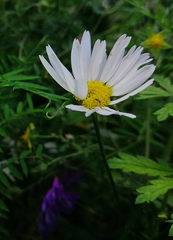 Oxeye daisy (Leucanthemum ircutianum)