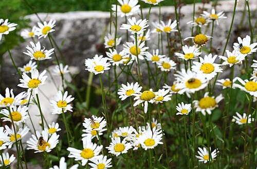 Oxeye daisy: Margherita tetraploide - Giardino Botanico Alpino "Giangio Lorenzoni", Pian Cansiglio, Tambre d'Alpago (BL), 1000 m s.l.m.
