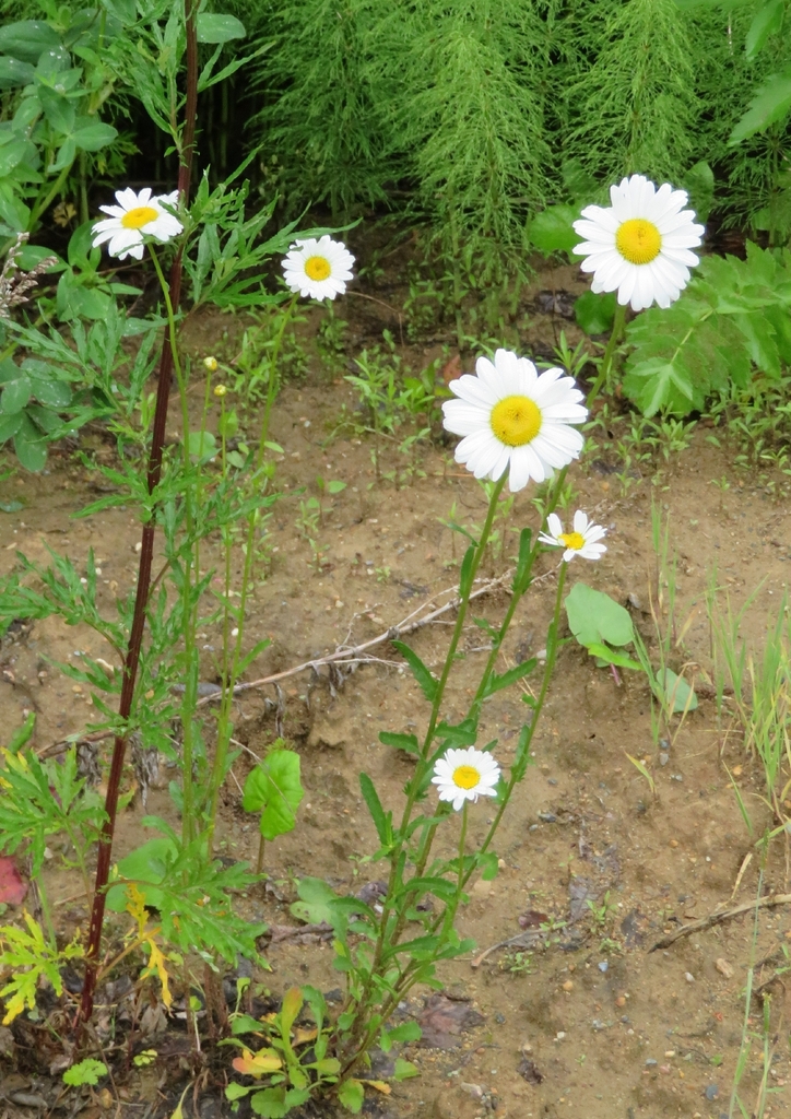 Oxeye daisy (Leucanthemum ircutianum)