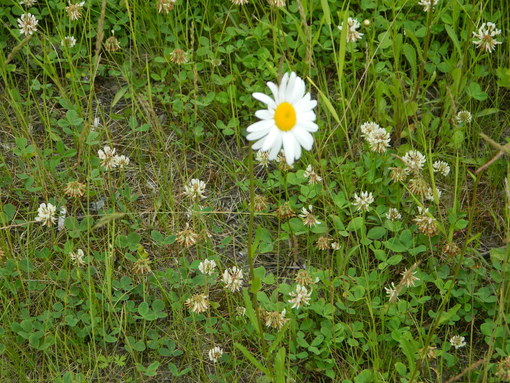 Oxeye daisy (Leucanthemum ircutianum)