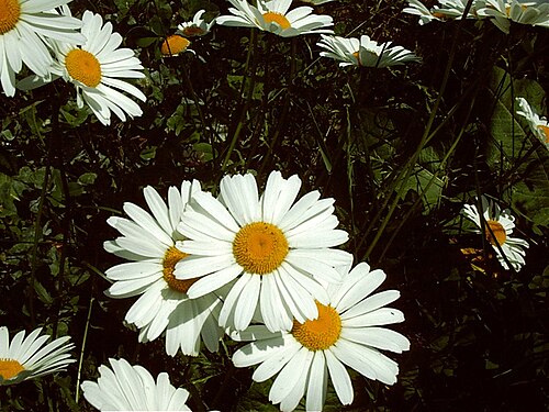Oxeye daisy: Leucanthemum ircutianum