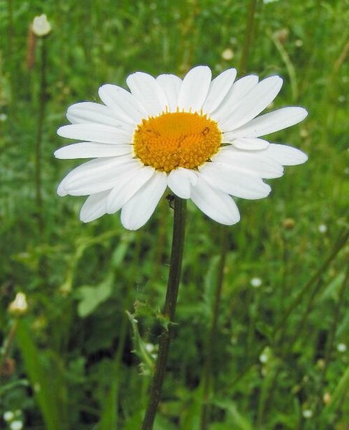 Oxeye daisy (Leucanthemum ircutianum)
