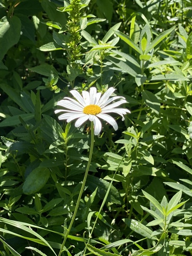 Max chrysanthemum (Leucanthemum maximum)