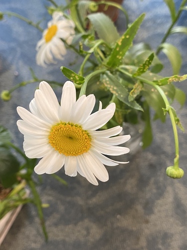 Max chrysanthemum (Leucanthemum maximum)