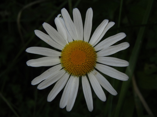 Max chrysanthemum (Leucanthemum maximum)