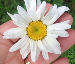 Max chrysanthemum (Leucanthemum maximum)