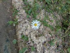 Leucanthemum rotundifolium (Leucanthemum rotundifolium)