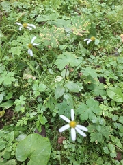 Leucanthemum rotundifolium (Leucanthemum rotundifolium)