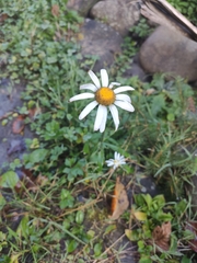 Leucanthemum rotundifolium (Leucanthemum rotundifolium)