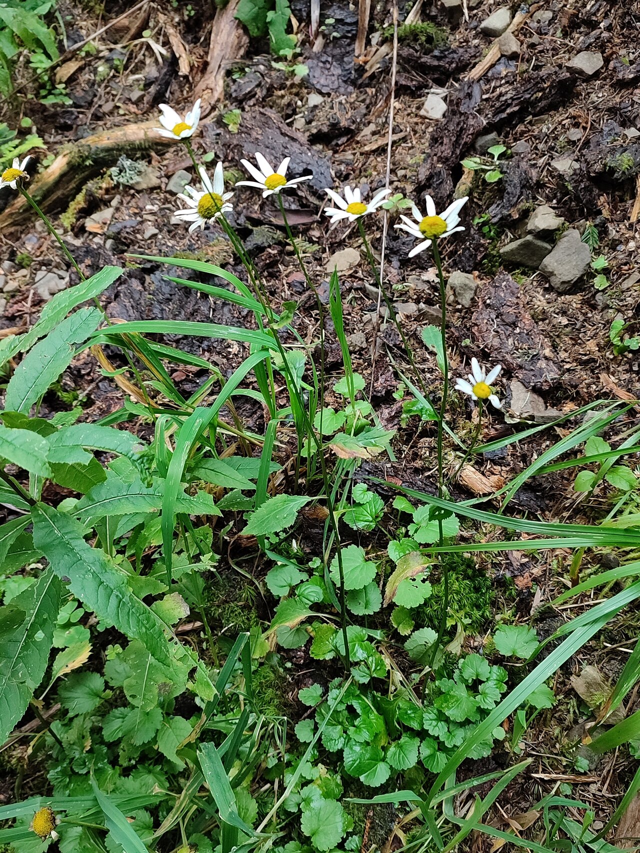 Leucanthemum rotundifolium: Leucanthemum rotundifolium