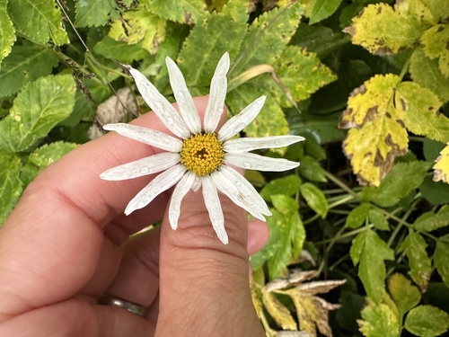 Leucanthemum rotundifolium (Leucanthemum rotundifolium)