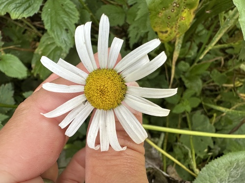 Leucanthemum rotundifolium (Leucanthemum rotundifolium)
