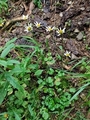 Leucanthemum rotundifolium (Leucanthemum rotundifolium)