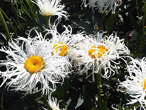 Shasta daisy: Unidentified Leucanthemum × superbum , possibly the cultivar 'Crazy Daisy' flowers in Kew Gardens, England.