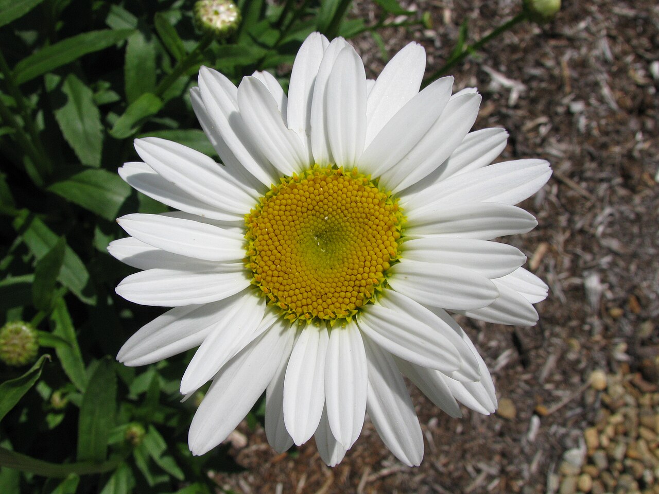 Shasta daisy: A close up of a flower on a Leucanthemum x superbum en cultivar 'Becky', commonly known as a Shasta Daisy . Growing in New Hampshire .
