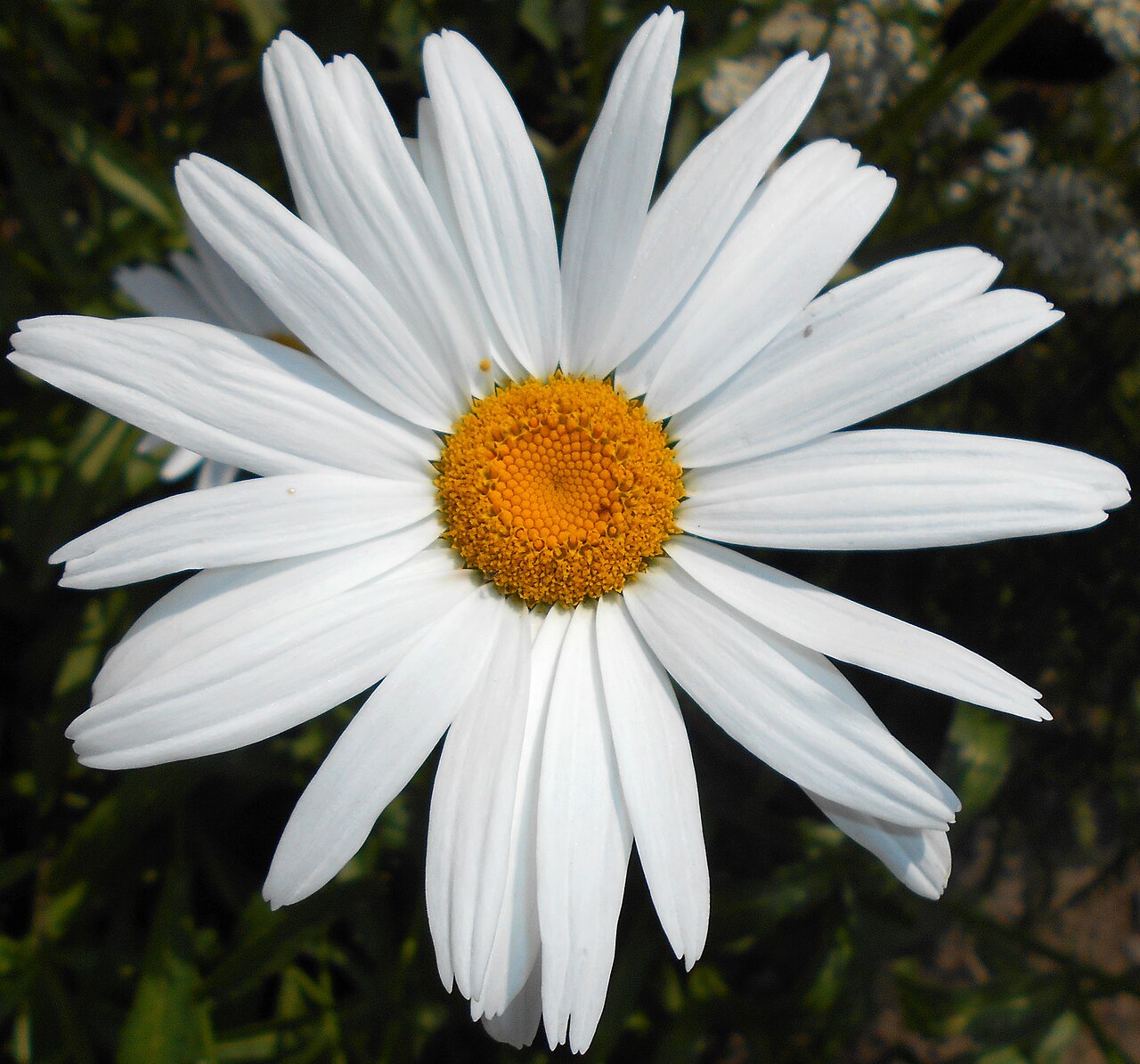 Shasta daisy: Złocień wielki ( Leucanthemum ×suberbum ), Ogród Botaniczny UMCS w Lublinie