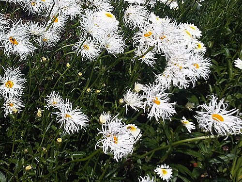 Shasta daisy: Unidentified Leucanthemum × superbum , possibly the cultivar 'Crazy Daisy' flowers in Kew Gardens, England.