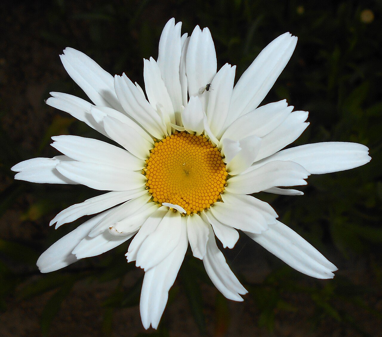 Shasta daisy: Złocień wielki ( Leucanthemum ×suberbum ), Ogród Botaniczny UMCS w Lublinie