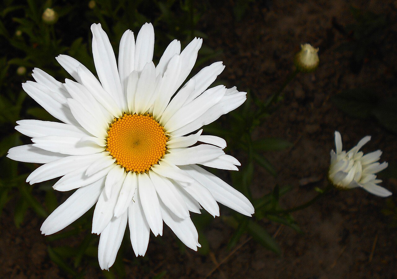 Shasta daisy: Złocień wielki ( Leucanthemum ×suberbum ), Ogród Botaniczny UMCS w Lublinie