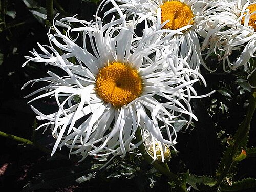 Shasta daisy: Unidentified Leucanthemum × superbum , possibly the cultivar 'Crazy Daisy' flower in Kew Gardens, England.