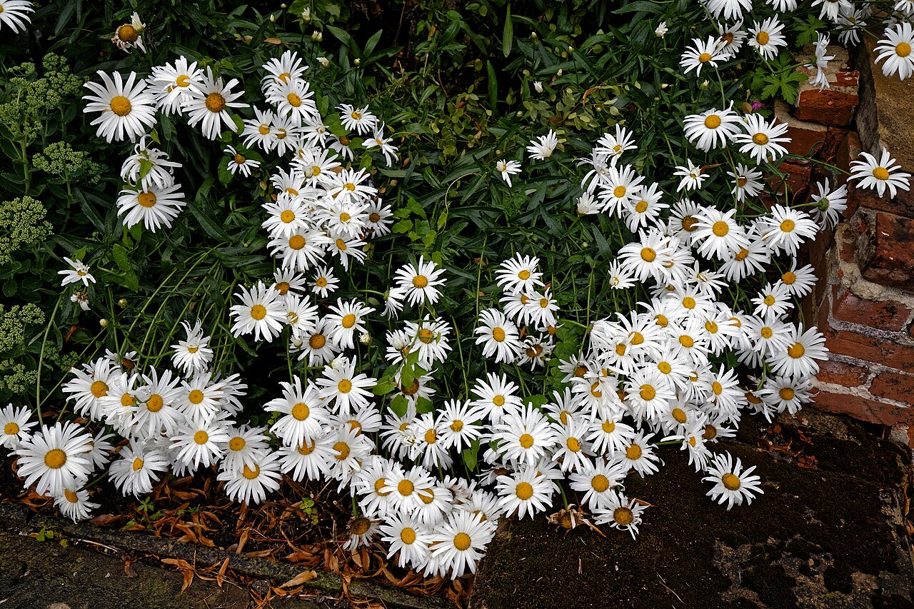 Shasta daisy: Leucanthemum × superbum Shasta daisy in the Gardens of Easton Lodge, a 1947 demolished house with estate at Little Easton , Essex , England. Easton Lodge was bu