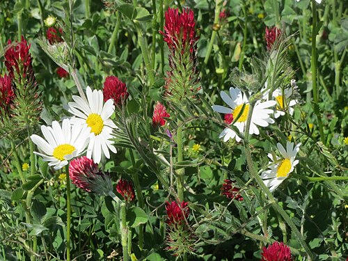 Oxeye daisy: Wiesen-Margeriten ( Leucanthemum vulgare ) und Inkarnat-Klee ( Trifolium incarnatum ) in Saarbrücken