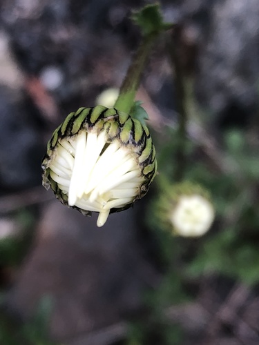 Oxeye daisy (Leucanthemum vulgare)