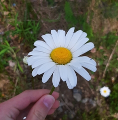 Oxeye daisy (Leucanthemum vulgare)