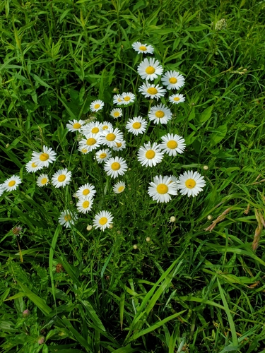 Oxeye daisy (Leucanthemum vulgare)
