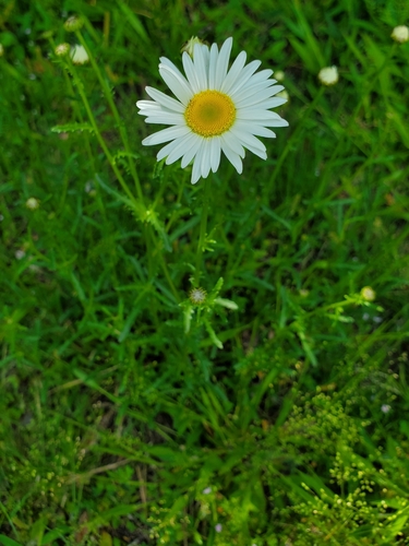 Oxeye daisy (Leucanthemum vulgare)