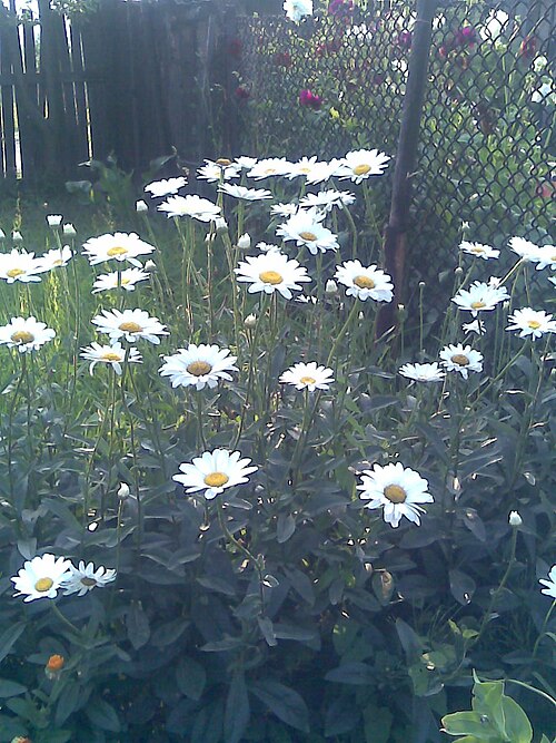 Oxeye daisy: Oxeye daisy (Leucanthemum vulgare) flowers in Lónyaytelep, Transylvania.