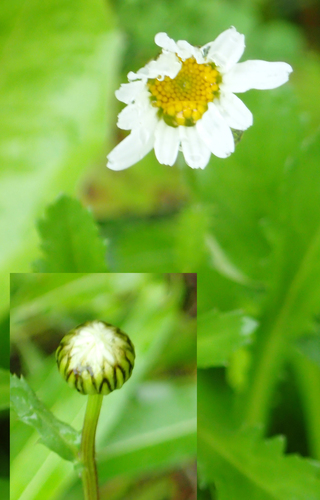 Oxeye daisy (Leucanthemum vulgare)