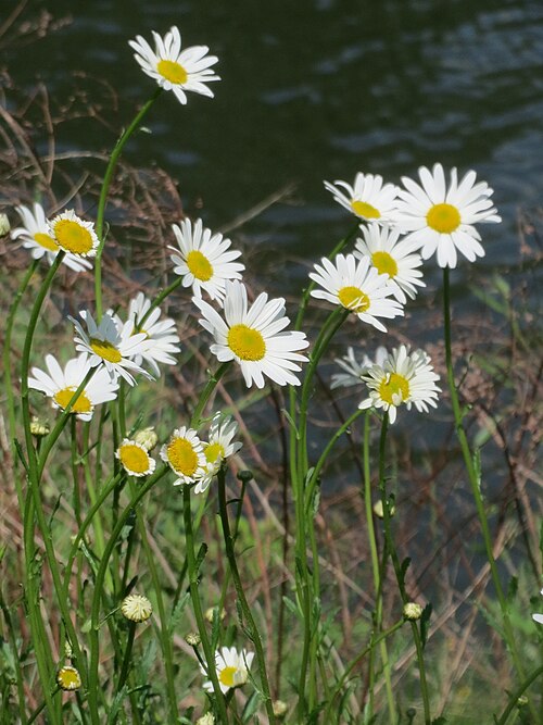 Oxeye daisy: Wiesen-Margerite ( Leucanthemum vulgare ) an der Saar in Saarbrücken
