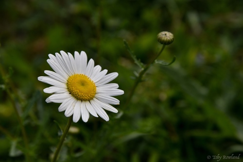 Oxeye daisy (Leucanthemum vulgare)