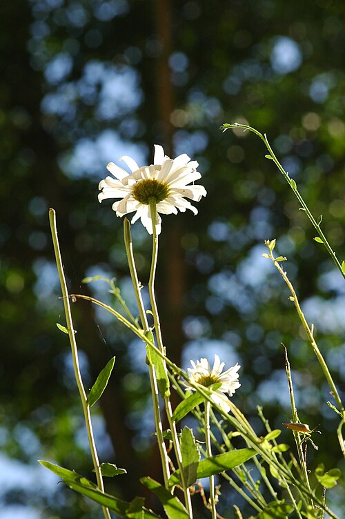 Oxeye daisy: Margarite