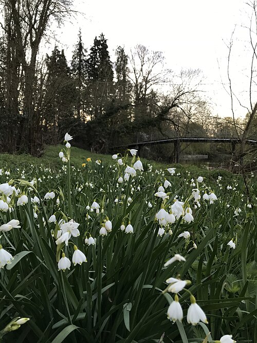 Summer snowflake: Closeup of Loddon Lilies (Leucojum aestivum L.) on the bank of the river Loddon just south of small road bridge not far from confluence with the Thames.