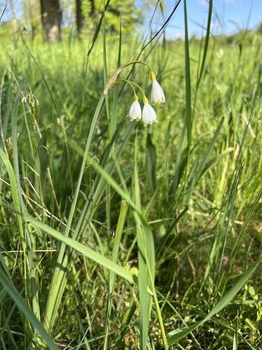 Summer snowflake (Leucojum aestivum)