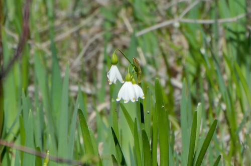 Summer snowflake (Leucojum aestivum)