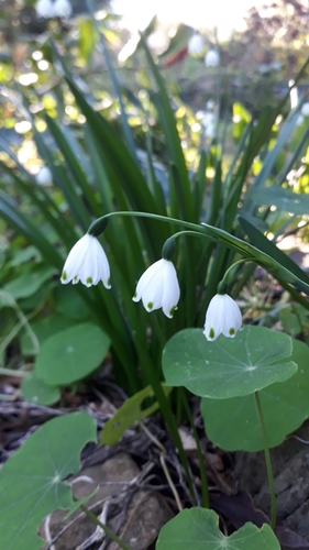 Summer snowflake (Leucojum aestivum)
