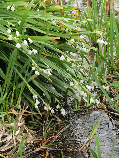 Summer snowflake: An example of Summer Snowflake (Leucojum aestivum) found on Sheringham Common north of the town of Sheringham , Norfolk