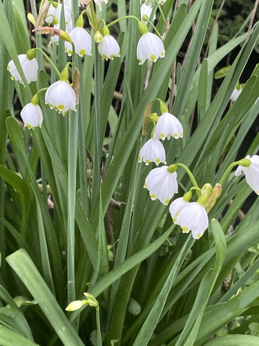 Summer snowflake