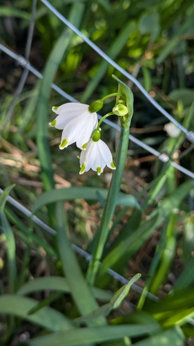 Summer snowflake (Leucojum aestivum)