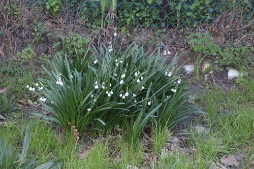 Summer snowflake (Leucojum aestivum)