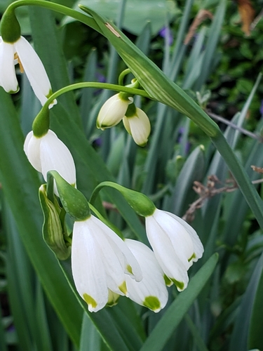 Summer snowflake (Leucojum aestivum)