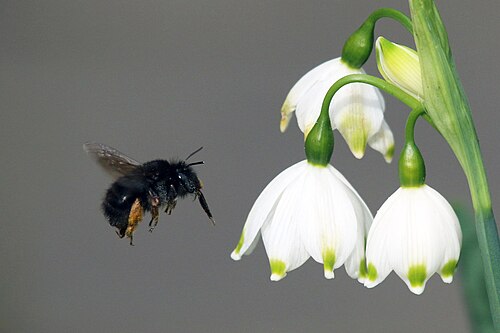 Summer snowflake: Female Hairy-Footed Flower Bee (Anthophora plumipes) on Spring Snowflake (Leucojum vernum), also known as Leucojum aestivum, in Warwick Square, London