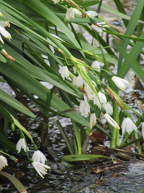 Summer snowflake: An example of Summer Snowflake (Leucojum aestivum) found on Sheringham Common north of the town of Sheringham , Norfolk
