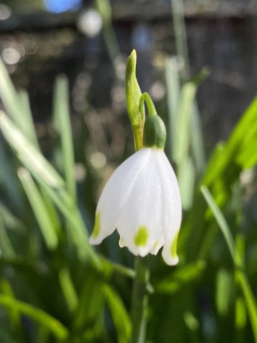 Summer snowflake (Leucojum aestivum)