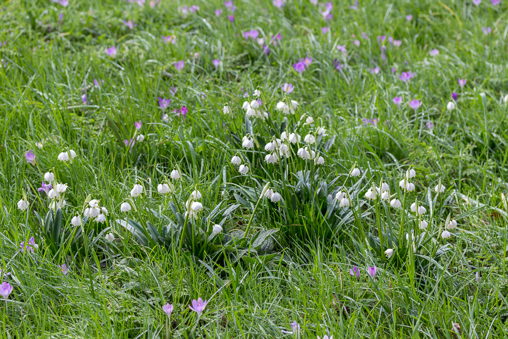 Spring snowflake: Snowflakes (Leucojum vernum), Myddelton House, Enfield, Middlesex