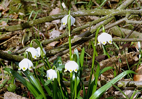 Spring snowflake: Śnieżyca wiosenna