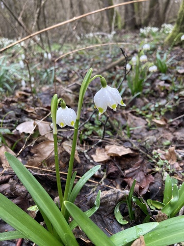 Spring snowflake
